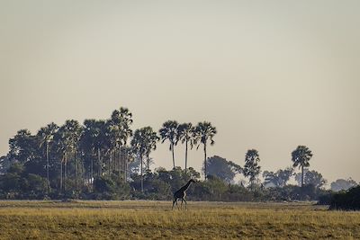 Jao Camp - Okavango - Botswana