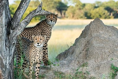 Léopards - Safari - Parc national de Hwange - Zimbabwe