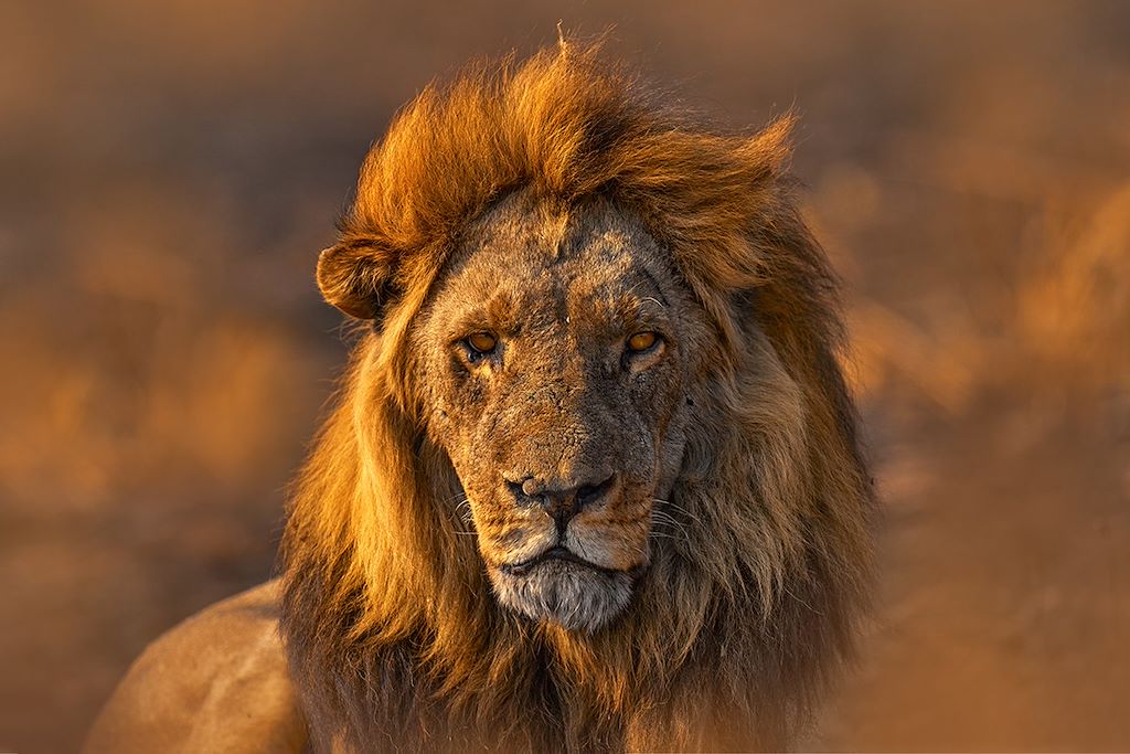 Safari Botswana