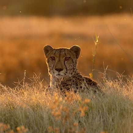 Safari Botswana