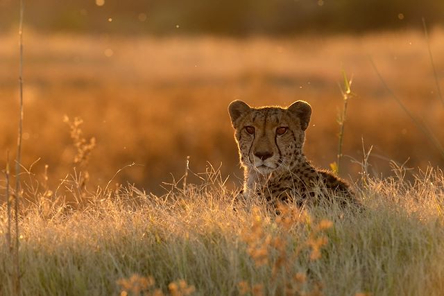 Safari Botswana
