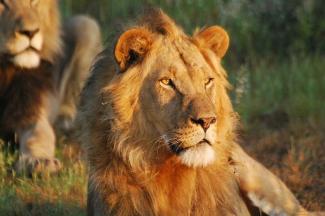 Image Botswana : safari authentique
