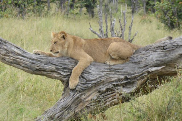 Image Botswana : safari authentique