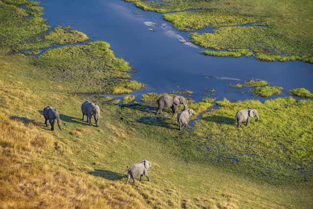 Éléphants dans le Delta de l Okavango - Botswana