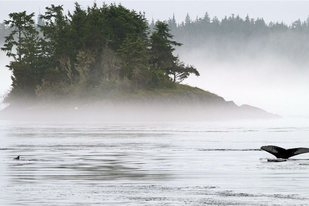 Voyage Kayak et baleines de l'île de Vancouver