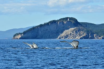 © Marc Loiselle / Le Québec Maritime - Au large du Cap Gaspé - Parc National de Canada Forillon - Canada Au large du Cap Gaspé - Parc National de Canada Forillon - Canada