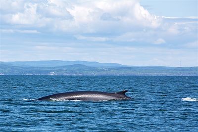 © Philippe Cap - Dans le parc marin du Saguenay-Saint-Laurent - Québec - Canada Dans le parc marin du Saguenay-Saint-Laurent - Québec - Canada