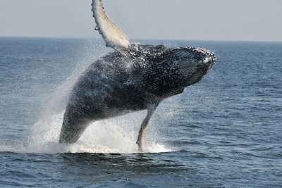 Baleine - Québec - Canada