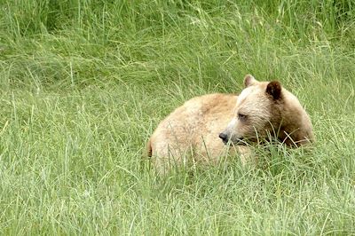 Grizzly - Canada