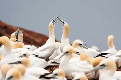 © Andrea Schaffer - Oiseaux - Percé - Canada Oiseaux - Percé - Canada