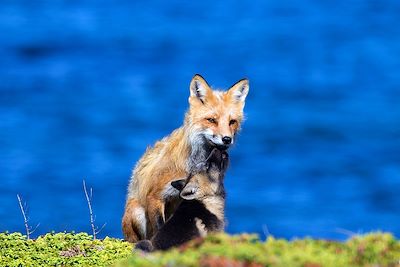 Renards - Québec - Canada