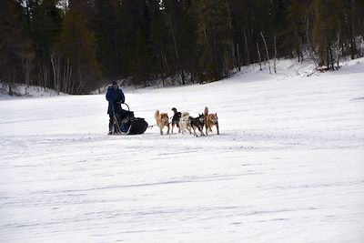 Chiens de traineau - Québec - Canada