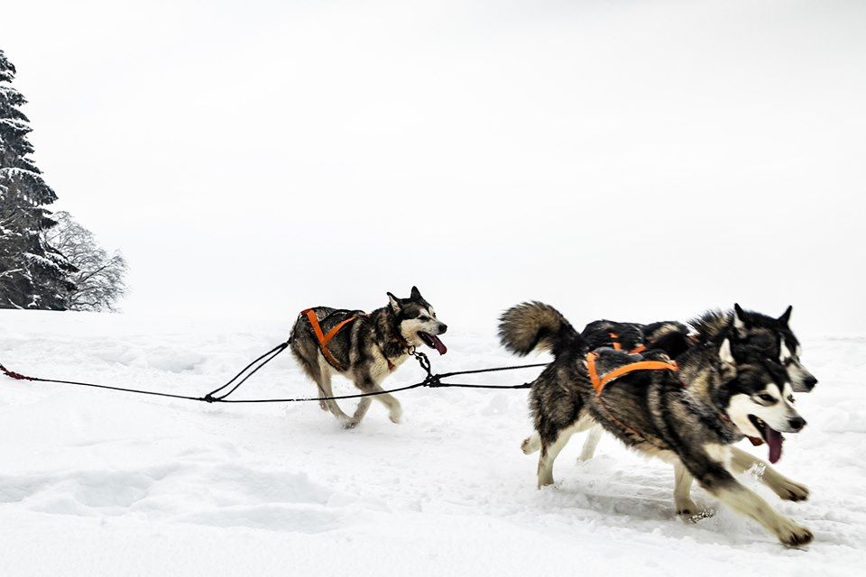 Traîneau à chiens dans les forêts du Québec