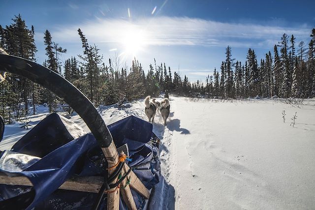 Voyage Traîneau à chiens dans les forêts du Québec