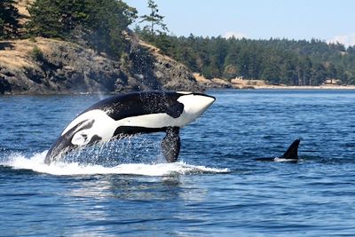 Voyage Découverte de l'île de Vancouver 1