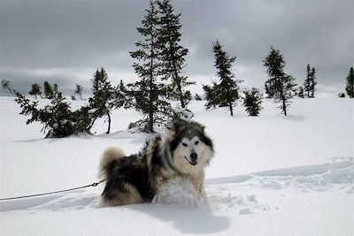 © Gilles Granal - Chien de traîneau - Canada Chien de traîneau - Canada