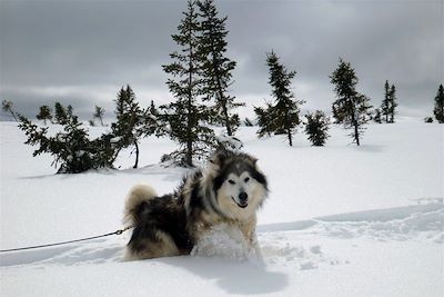 Chien de traîneau - Canada