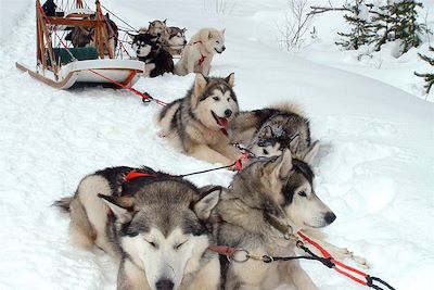 © Gilles Granal - Traîneau à chiens - Canada Traîneau à chiens - Canada
