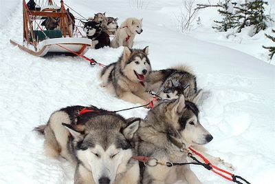 Traîneau à chiens - Canada