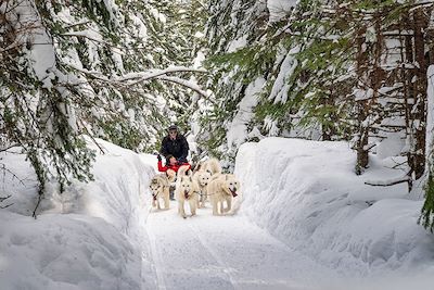 Chiens de traîneau - Québec - Canada