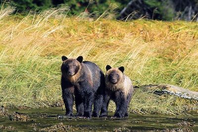 © Spirit Bear Lodge - Grizzlis - Colombie-Britannique - Canada Grizzlis - Colombie-Britannique - Canada