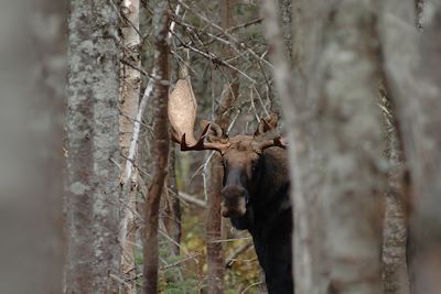 Réserve faunique de Matane - Gaspésie - Québec