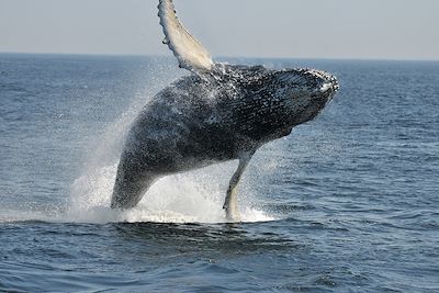 Baleine - Québec - Canada