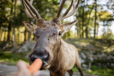 Caribou dans le parc Oméga - Outaouais - Québec