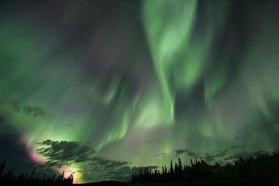 Voyage Yukon, l'appel du loup  2