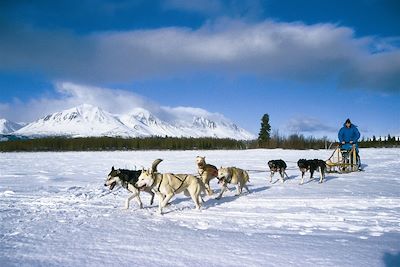 Chiens de traineau dans le Yukon - Canada