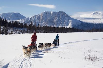 Chiens de traineau dans le Yukon - Canada