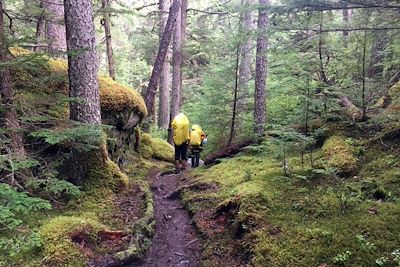 Randonnée dans la forêt humide - Alaska