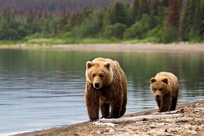 Ours - Alaska - Etats-Unis