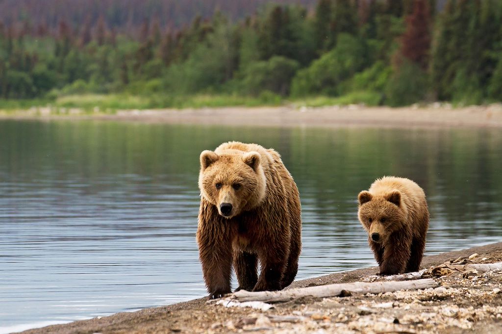 Image Observation ours bruns grizzlis - Yukon – Randonnée Alaska