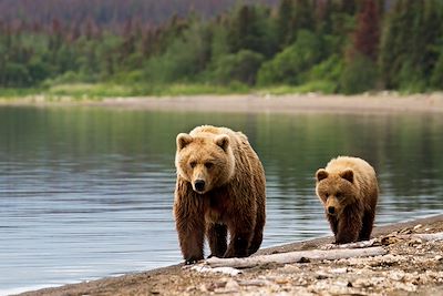 Ours - Alaska - Etats-Unis
