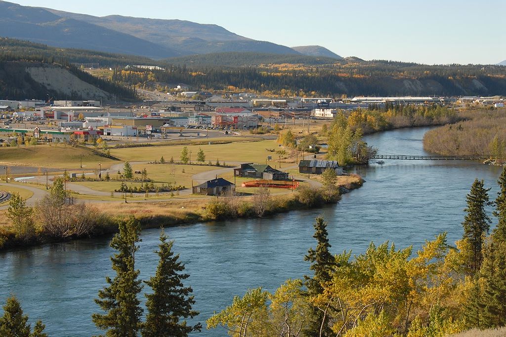 Image Observation ours bruns grizzlis - Yukon – Randonnée Alaska