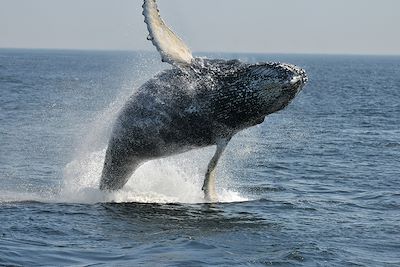 © Gremm / Quebec Original - Baleine - Québec - Canada Baleine - Québec - Canada