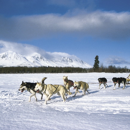 Traîneau à chiens Canada Yukon