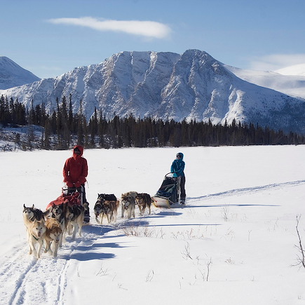 Traîneau à chiens Canada Yukon