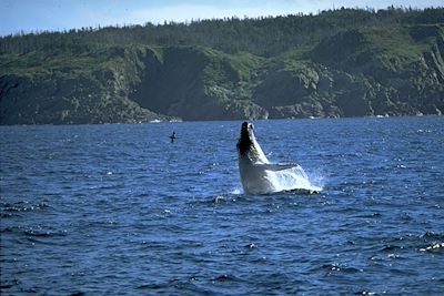 © OT Canada - Terre Neuve et du Labrador - Canada Terre Neuve et du Labrador - Canada