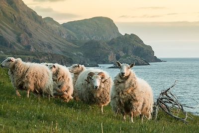 © David Purchase / Getty Images - Le mouton (Ovis aries) - Parc national du Gros-Morne - Terre-Neuve et Labrador - Canada Le mouton (Ovis aries) - Parc national du Gros-Morne - Terre-Neuve et Labrador - Canada