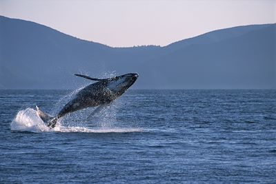 © Colommbie britanique/OT - Baleine vers l'île de Vancouver - Canada Baleine vers l'île de Vancouver - Canada