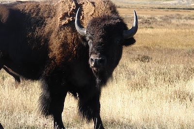Bison du Yellowstone National Park, Wyoming