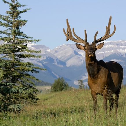 Randonnée Canada