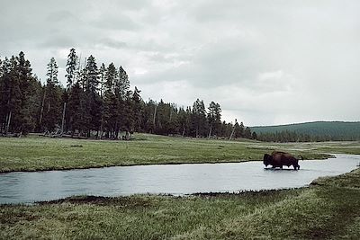 Bison - Wyoming - Etats-Unis