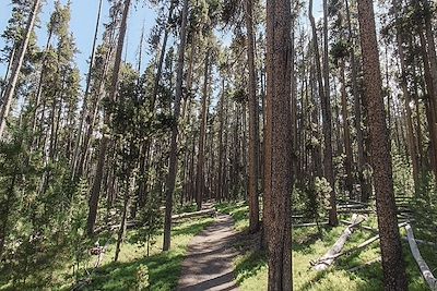 Sentier Elephant Back Mountain - Parc national de Yellowstone - Wyoming - États-Unis