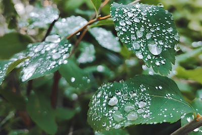 Rosée matinale - Two Medicine - Parc national de Glacier - Montana - États-Unis