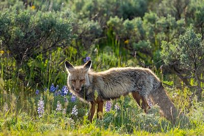 Renard - Grand Teton - Parc national de Grand Teton -  Wyoming - Etats-Unis