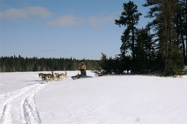 Voyage à la neige : Aventure husky au Québec