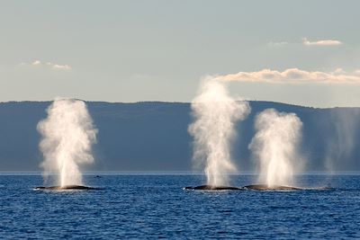  Baleine - Québec - Canada